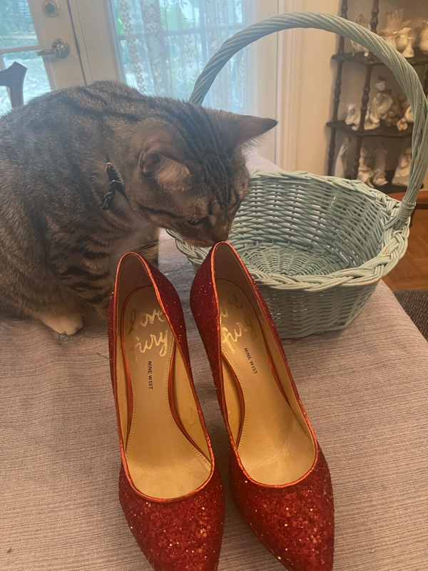 a cat with a basket and ruby red slippers