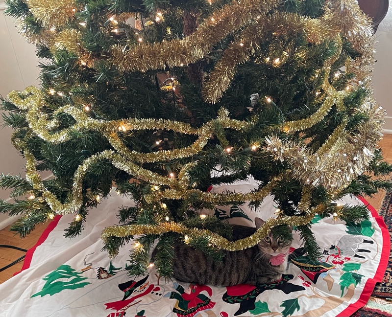a cat under a Christmas tree